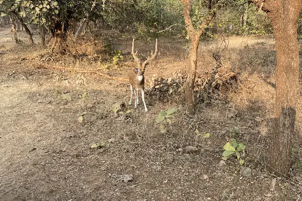 Gir wildlife safari tour in India